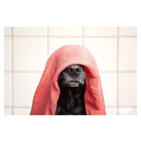 Fotografie Wet dog, Faba-Photograhpy, (40 x 26.7 cm)