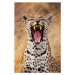 Fotografie A leopard yawning, close-up portrait, Jami Tarris, 26.7 × 40 cm