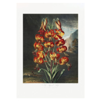 Ilustrace The Superb Lily from The Temple of Flora (1807), Studio Collection, 30 × 40 cm