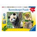 Panda, tygr a lev 3x49 dílků Ravensburger