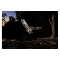 Fotografie Tawny owl flying in the forest at night, Spain, AlfredoPiedrafita, (40 x 26.7 cm)