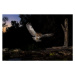 Fotografie Tawny owl flying in the forest at night, Spain, AlfredoPiedrafita, 40x26.7 cm