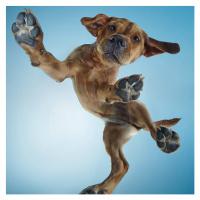 Fotografie Labrador Puppy Dancing, Gandee Vasan, 40 × 40 cm