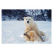 Fotografie Polar Bear with Cubs, KeithSzafranski, 40 × 26.7 cm