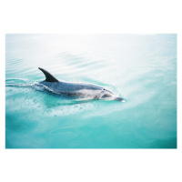 Fotografie Dolphin N.Z. Northern, Raisa Zwart, 40 × 26.7 cm