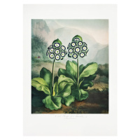 Ilustrace A Group of Auriculas from The Temple of Flora 2 (1807), Studio Collection, 30 × 40 cm