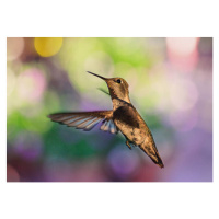 Fotografie Whimsical female hummingbird on colorful bokeh, Barbara Rich, (40 x 26.7 cm)
