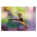 Umělecká fotografie Whimsical female hummingbird on colorful bokeh, Barbara Rich, (40 x 26.7 cm)