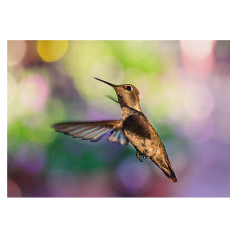 Fotografie Whimsical female hummingbird on colorful bokeh, Barbara Rich, (40 x 26.7 cm)
