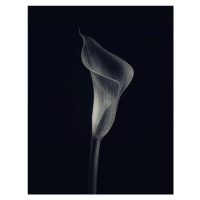 Fotografie Calla lily, Lotte Gronkjar, 30 × 40 cm