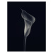 Fotografie Calla lily, Lotte Gronkjar, 30 × 40 cm