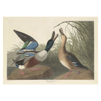 Obrazová reprodukce Shoveller Duck, 1836, John James (after) Audubon, 40 × 30 cm