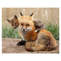 Fotografie Red fox, Pat Gaines, 40 × 30 cm