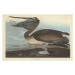 John James (after) Audubon - Obrazová reprodukce Brown Pelican, 1838, (40 x 26.7 cm)