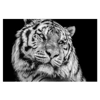 Fotografie Powerful high contrast black and white tiger face, Kagenmi, 40 × 26.7 cm