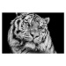 Fotografie Powerful high contrast black and white tiger face, Kagenmi, (40 x 26.7 cm)