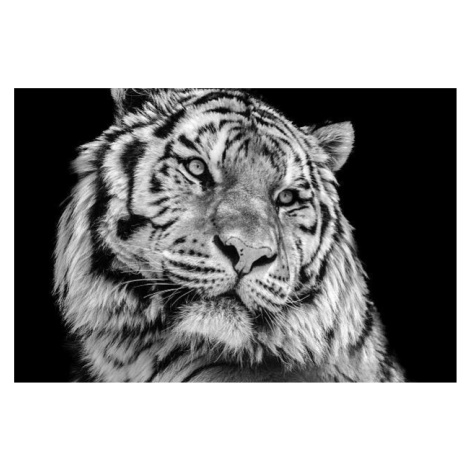 Fotografie Powerful high contrast black and white tiger face, Kagenmi, 40 × 26.7 cm