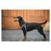 Vsepropejska Havi postroj pro psa s vodítkem Barva: Růžová, Obvod hrudníku: 29 - 37 cm