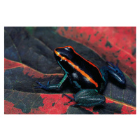 Fotografie Phyllobates vittatus (Golfodulcean poison frog), Paul Starosta, 40 × 26.7 cm