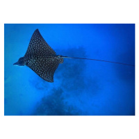 Fotografie Eagle Ray, Tomasz Dutkiewicz, 40 × 30 cm