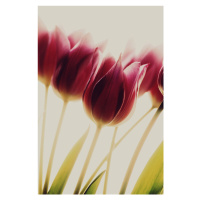 Fotografie tulips, Rosalinde Philippin-Lipscomb, 26.7 × 40 cm