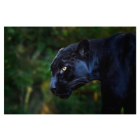 Fotografie Black Jaguar (Panthera onca) - Melanistic Feline, diegograndi, 40 × 26.7 cm