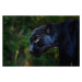 Fotografie Black Jaguar (Panthera onca) - Melanistic Feline, diegograndi, 40 × 26.7 cm