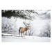 Fotografie Red Deer Stag, mikedabell, 40 × 26.7 cm