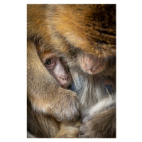 Fotografie Berber Monkey Baby in Motherly Care, Ulrike Leinemann, 26.7x40 cm