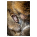 Fotografie Berber Monkey Baby in Motherly Care, Ulrike Leinemann, 26.7 × 40 cm