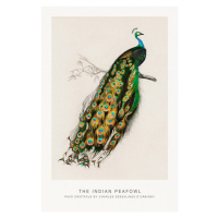 Obrazová reprodukce Indian Peafowl (Peacock / Zoology) - Charles D'Orbigny, 26.7 × 40 cm