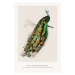 Obrazová reprodukce Indian Peafowl (Peacock / Zoology) - Charles D'Orbigny, 26.7 × 40 cm