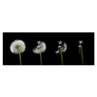 Fotografie dandelion flower sequenz, Bjoern Alicke, 60x21.7 cm