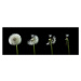 Fotografie dandelion flower sequenz, Bjoern Alicke, 60 × 21.7 cm