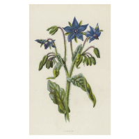 Obrazová reprodukce Borage, Hulme, Frederick Edward, 24.6 × 40 cm