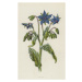 Obrazová reprodukce Borage, Hulme, Frederick Edward, 24.6 × 40 cm