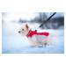 Vsepropejska Tremy zimní bunda pro psa s kroužky Barva: Červená, Délka zad (cm): 42, Obvod hrudn