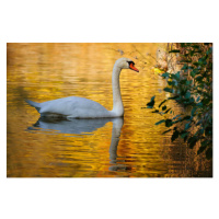 Fotografie Side view of swan swimming in lake, Stephan Gehrlein / 500px, 40 × 26.7 cm