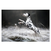 Fotografie Close-up of dalmatian dog running on field,Poland, IzaLysonArts / 500px, (40 x 26.7 c