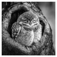 Umělecká fotografie Close-up portrait of owl perching on, Nick Dale / 500px, (40 x 40 cm)