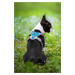 Vsepropejska Ricota sportovní kšíry pro psa | 36 – 73 cm Barva: Modrá, Obvod hrudníku: 57 - 73 c