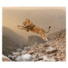 Fotografie Lion jumping on mountain, John M Lund Photography Inc, 40 × 34.7 cm