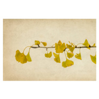 Fotografie Ginkgo biloba branch and leaves in autumn, Vicente Méndez, 40 × 26.7 cm