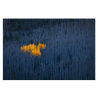 Fotografie Heart of Aspens, Michael Zheng, 40 × 26.7 cm