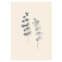 Ilustrace Eucalyptus Twigs, Studio Collection, 26.7x40 cm