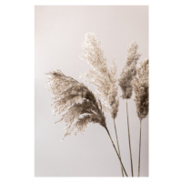 Fotografie Grass 24X, Mareike Bohmer, 26.7 × 40 cm