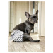 Vsepropejska Cute šedé hárací kalhotky pro psa Obvod slabin (cm): 32 - 38