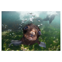 Fotografie baby of the sea, Andrey Narchuk, 40 × 26.7 cm