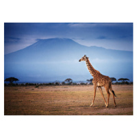 Umělecká fotografie Giraffe Walking in Front of Mount, Vicki Jauron, Babylon and Beyond Photogra