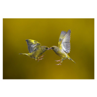 Fotografie Flying Kiss, Marco Redaelli, (40 x 26.7 cm)